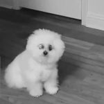 Bichon with a night walk necklace