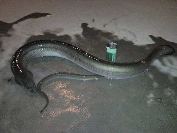 Han River eel that fishermen went to catch as witnesses of the Han River incident.