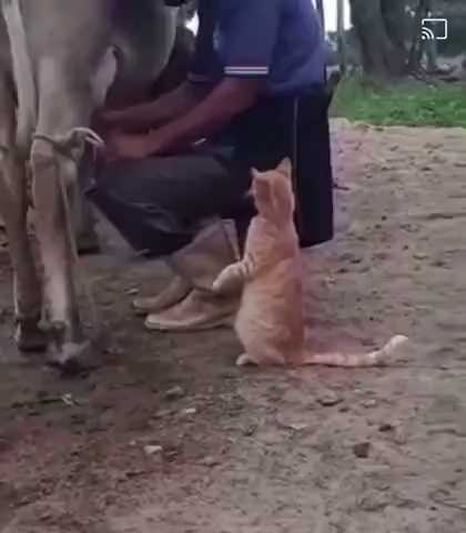 A cat begging for milk.gif