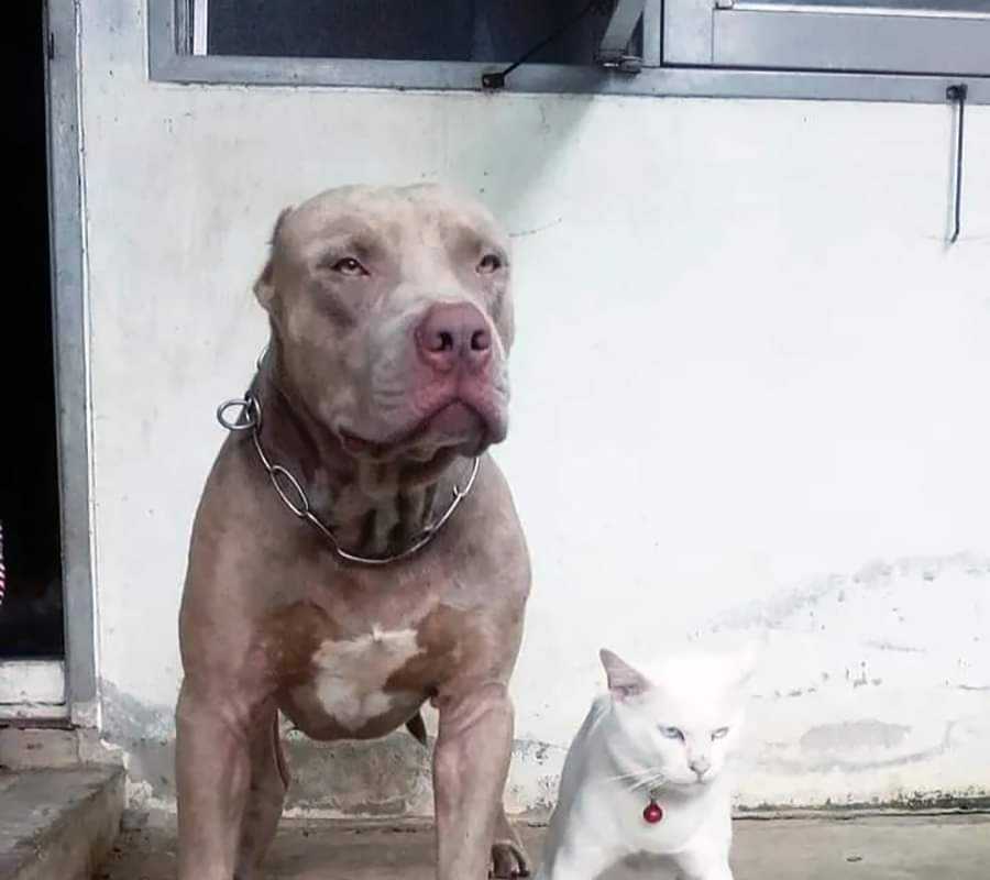 A cat that grew up with a tough puppy.jpg