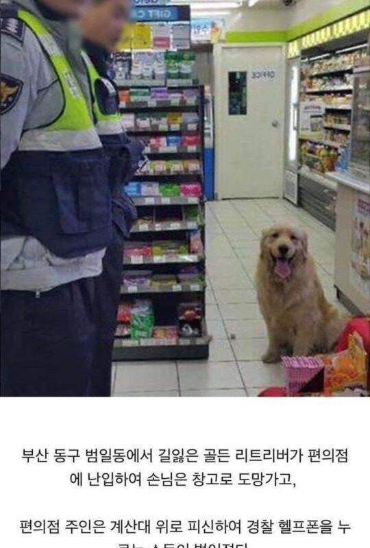 The end of a puppy who broke into a convenience store.