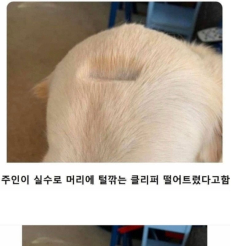 The owner accidentally dropped a barber on the dog's head.