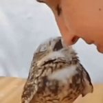 A Western girl who plays with a baby owl.gif