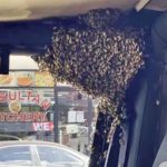 Australian man who was hit by a swarm of bees and an elderly man passing by.