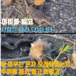 A baby fox who lost its mother rescued by humans.