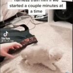 The reaction of the cat wearing a harness. gif