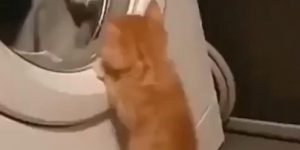 A cat with an interesting washing machine.