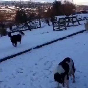 Sheep that Border Collie failed to brush her teeth.