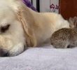 Goldie gif who made friends with rabbit.