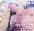 I took pictures of cherry blossoms and trains.jpg