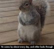 Green squirrel that comes to get acorns.jpg