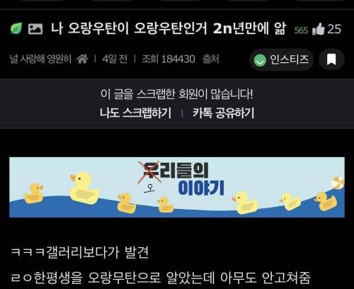 오랑우탄이 오랑우탄인거 처음 암