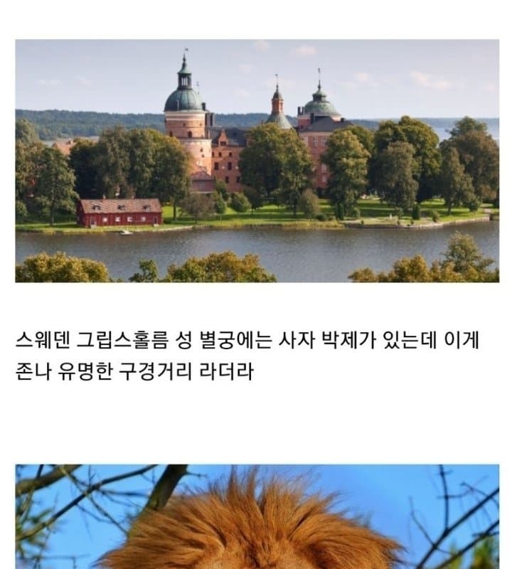 특별한 사자 박제