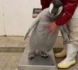 SOUND Baby Penguin who doesn't want to weigh himself. mp4