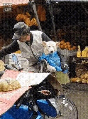 Grandfather who takes care of a puppy on a rainy day