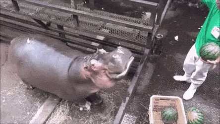 Hippo and watermelon gif