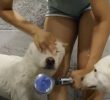 Taking a bath for a Jindo dog that is a furry dog