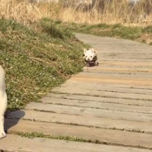 It's my first time walking a baby bulldog