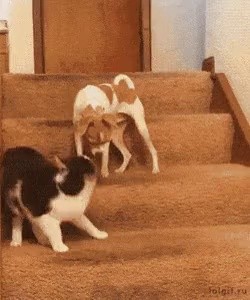 Cat pressed switch incorrectly.gif