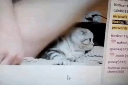 a cat that sees its owner poking wildly