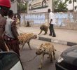 Nigeria's Common Street Scenery