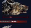 Comparing the size of a wolf from 40,000 years ago to the size of a wolf today