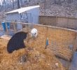 a bear trying to eat a pig