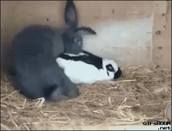 Rabbit for 3 seconds