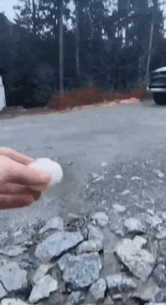 Feeding American Sparrows