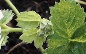 the process of opening grapes