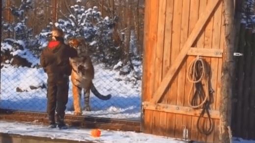 Siberian tiger size feeling gif