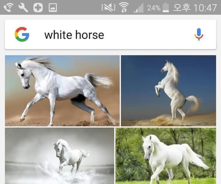 photos of white horses googled