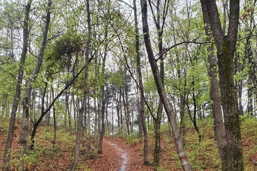 The smell of soil that you can smell on a rainy day.