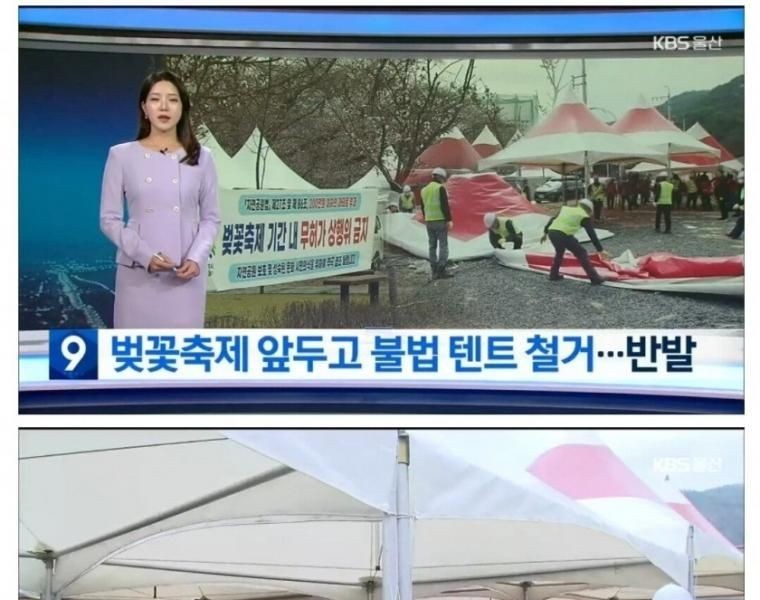 Updates on illegal street stalls tents at the Ulsan Cherry Blossom Festival