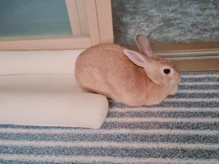 Rabbits use only half of the bed