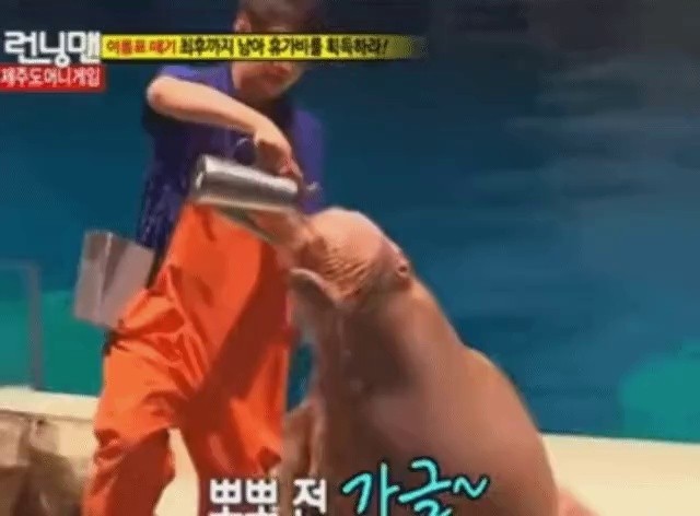 A walrus that failed to laugh at Kwangsoo