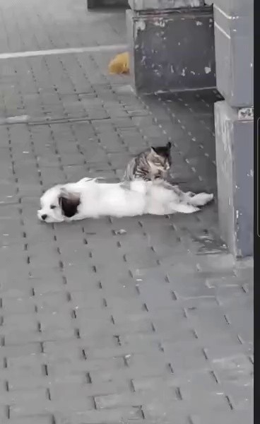 Open street massage room gif these days