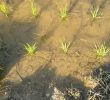 Leeches I Met in the Rice Field