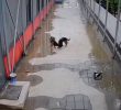 A puppy who asks for help when his friend falls into the sewer