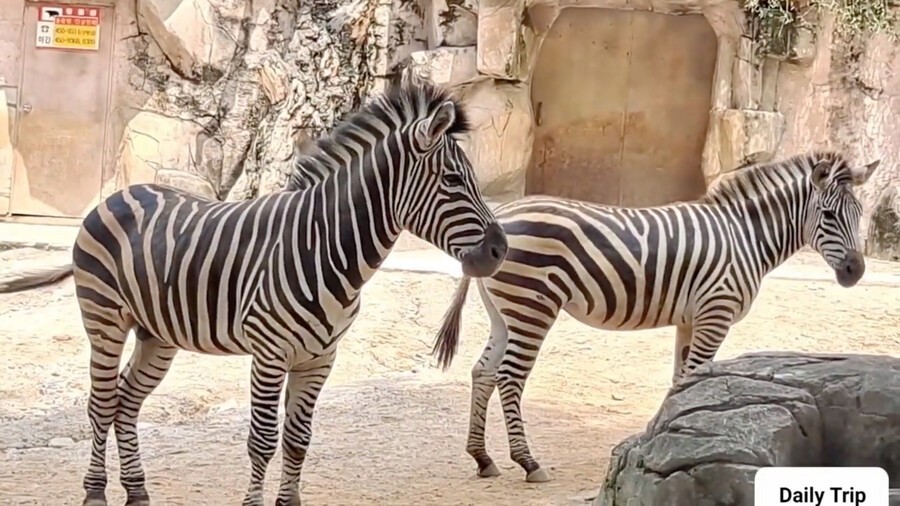 What happened to the zebra that escaped last spring