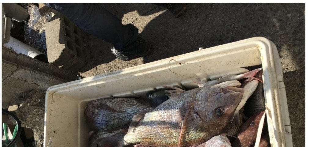 It was a controversy over red sea bream with three meals missing from the current angler's view...txt