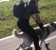 (SOUND)Easy way to walk a husky walk