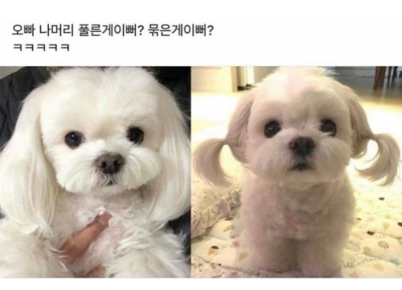 Oppa, which one is prettier