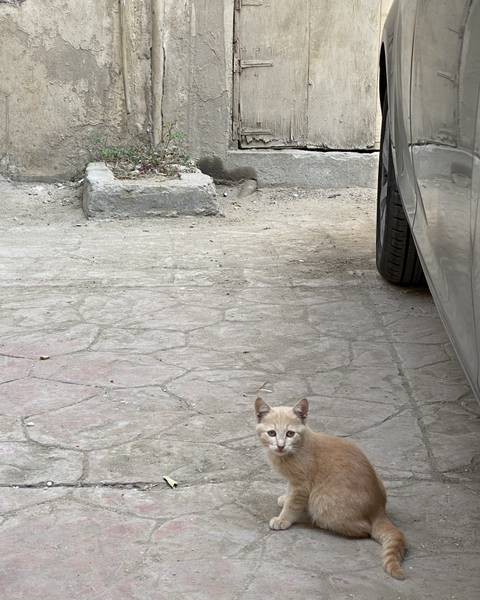 Egyptian Jordanian Cat Collection