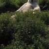 Polar bear gif that can live because all the ice is melted