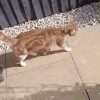 A cat walking down the street with a rabbit under it