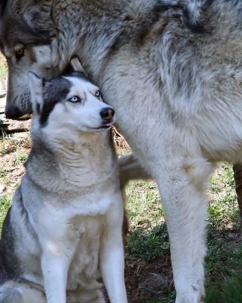 Comparison of wolf and husky weight classes