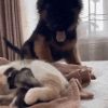 Puppy congratulating a new born kitten