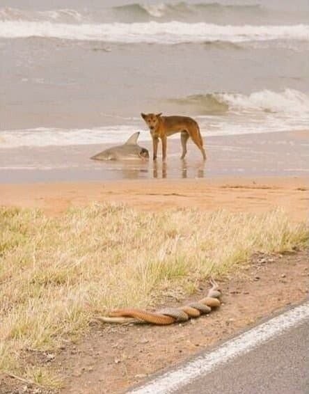 A photo of a dog eating a shark at the beach watching a snake having sex.jpg