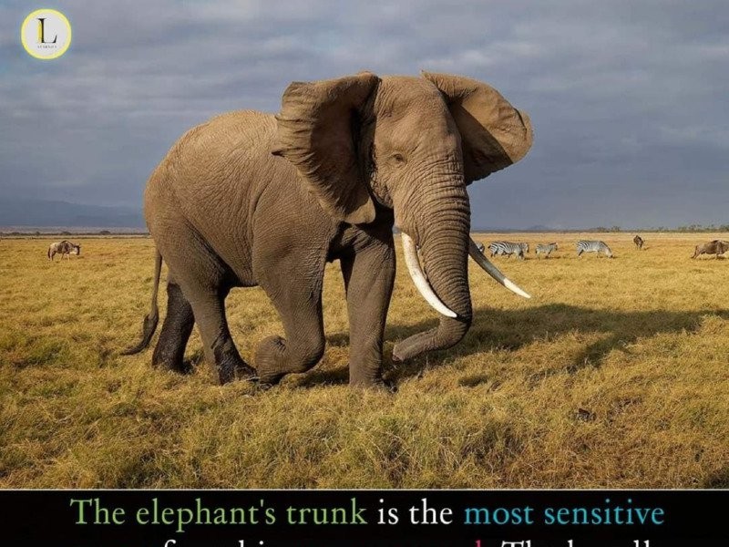 They say the elephant's trunk is the most sensitive organ a mammal has.